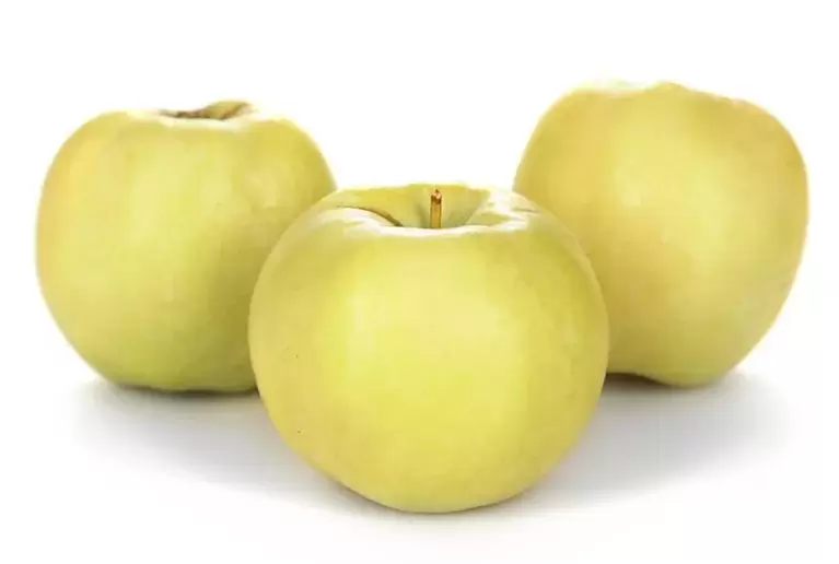 Pommes utilisées pour traiter les varices
